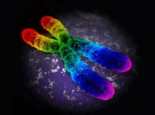 gay-gene